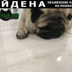 Подробнее об объявлении «Коломна Найдена собака кобель мопс..» Фото: найдена собака Мопс «Коломна Найдена собака кобель мопс..» в г. Коломна