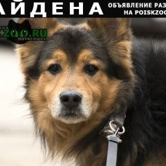 Подробнее об объявлении «Найдена собака кобель в Одинцово» Фото: найдена собака  «Найдена собака кобель в Одинцово» в г. Одинцово
