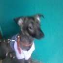 Подробнее об объявлении «Магнитогорск Найдена собака» Фото: найдена собака  «Магнитогорск Найдена собака» в г. Магнитогорск