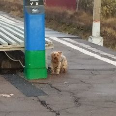 Подробнее об объявлении «Найдена собака кобель Раменское» Фото: найдена собака  «Найдена собака кобель Раменское» в г. Раменское