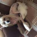 Подробнее об объявлении «Найдена собака кобель порода китайская хохлатая Ульяновск» Фото: найдена собака Китайская хохлатая собака «Найдена собака кобель порода китайская хохлатая...» в г. Ульяновск