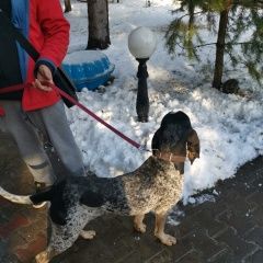 Подробнее об объявлении «Найдена собака кобель Москва» Фото: найдена собака Гончая «Найдена собака кобель Москва» в г. Москва