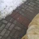 Подробнее об объявлении «Губкин Найдена собака кобель лабрадор палевого окраса» Фото: найдена собака Лабрадор ретривер «Губкин Найдена собака кобель лабрадор палевого...» в г. Губкин