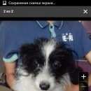 Подробнее об объявлении «Красноярск Найдена собака собачка» Фото: найдена собака  «Красноярск Найдена собака собачка» в г. Красноярск