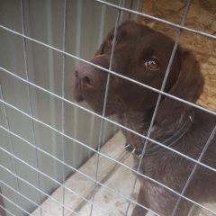 Подробнее об объявлении «Найдена собака щенок сука курцхаара Аксай (Ростовская обл.)» Фото: найдена собака Курцхаар «Найдена собака щенок сука курцхаара Аксай...» в г. Аксай (Ростовская обл.)