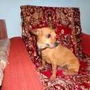 Подробнее об объявлении «Новосибирск Найдена собака кобель» Фото: найдена собака  «Новосибирск Найдена собака кобель» в г. Новосибирск