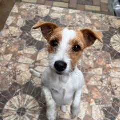 Подробнее об объявлении «Найдена собака Симферополь» Фото: найдена собака Джек рассел терьер «Найдена собака Симферополь» в г. Симферополь