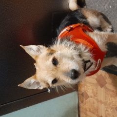 Подробнее об объявлении «Нижний Новгород Найдена собака кобель» Фото: найдена собака  «Нижний Новгород Найдена собака кобель» в г. Нижний Новгород