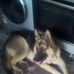 Подробнее об объявлении «Владикавказ Найдена собака кобель» Фото: найдена собака Немецкая овчарка «Владикавказ Найдена собака кобель» в г. Владикавказ