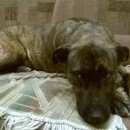 Подробнее об объявлении «Энгельс Найдена собака в е срочно» Фото: найдена собака Стаффордширский бультерьер «Энгельс Найдена собака в е срочно» в г. Энгельс