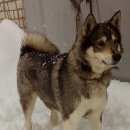 Подробнее об объявлении «Курск Найдена собака лайка» Фото: найдена собака  «Курск Найдена собака лайка» в г. Курск