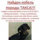 Подробнее об объявлении «Москва Найдена собака кобель найдёныш такса кобель» Фото: найдена собака Такса «Москва Найдена собака кобель найдёныш такса кобель» в г. Москва