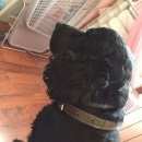 Подробнее об объявлении «Найдена собака кобель черный спаниель Нижний Новгород» Фото: найдена собака  «Найдена собака кобель черный спаниель Нижний...» в г. Нижний Новгород