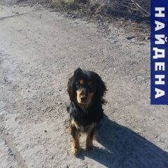 Подробнее об объявлении «Найдена собака добрая игривая и общительная Волгодонск» Фото: найдена собака  «Найдена собака добрая игривая и общительная...» в г. Волгодонск