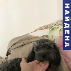 Подробнее об объявлении «Нижневартовск Найдена собака кобель спаниель» Фото: найдена собака  «Нижневартовск Найдена собака кобель спаниель» в г. Нижневартовск