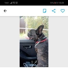 Картинка найдена собака В городе Одинцово обнаружилась собака. Одинцово