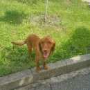 Подробнее об объявлении «Найдена собака Ставрополь» Фото: найдена собака  «Найдена собака Ставрополь» в г. Ставрополь