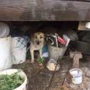 Подробнее об объявлении «Красноярск Найдена собака» Фото: найдена собака  «Красноярск Найдена собака» в г. Красноярск