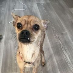 Подробнее об объявлении «Хабаровск Найдена собака» Фото: найдена собака Той-терьер «Хабаровск Найдена собака» в г. Хабаровск