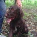 Подробнее об объявлении «Киржач Найдена собака кобель дратхаара» Фото: найдена собака Дратхаар «Киржач Найдена собака кобель дратхаара» в г. Киржач