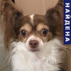 Подробнее об объявлении «Найдена собака кобель метро строгино нашли кобеля папийон Москва» Фото: найдена собака Папильон ( папийон) «Найдена собака кобель метро строгино нашли...» в г. Москва