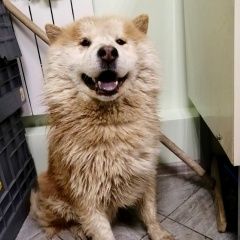 Подробнее об объявлении «Найдена собака кобель Электросталь» Фото: найдена собака Акита-ину «Найдена собака кобель Электросталь» в г. Электросталь