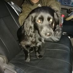 Подробнее об объявлении «Найдена собака кобель. спаниель орехово-борисово Москва» Фото: найдена собака Английский кокер-спаниель «Найдена собака кобель. спаниель...» в г. Москва