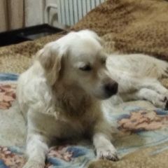 Подробнее об объявлении «Воронеж Найдена собака голден» Фото: найдена собака Голден ретривер «Воронеж Найдена собака голден» в г. Воронеж