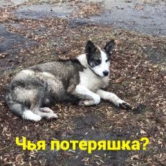 Подробнее об объявлении «Найдена собака Ростов-на-Дону» Фото: найдена собака  «Найдена собака Ростов-на-Дону» в г. Ростов-на-Дону