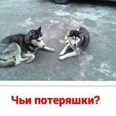 Подробнее об объявлении «Найдена собака Ростов-на-Дону» Фото: найдена собака Сибирская хаски «Найдена собака Ростов-на-Дону» в г. Ростов-на-Дону