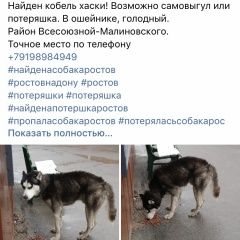 Подробнее об объявлении «Найдена собака Ростов-на-Дону» Фото: найдена собака Сибирская хаски «Найдена собака Ростов-на-Дону» в г. Ростов-на-Дону
