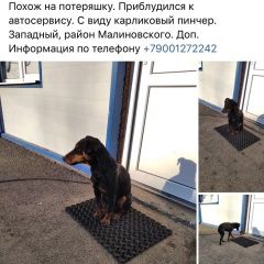 Подробнее об объявлении «Найдена собака Ростов-на-Дону» Фото: найдена собака Карликовый пинчер «Найдена собака Ростов-на-Дону» в г. Ростов-на-Дону