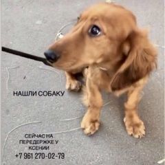 Подробнее об объявлении «Найдена собака Ростов-на-Дону» Фото: найдена собака Такса «Найдена собака Ростов-на-Дону» в г. Ростов-на-Дону