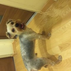 Подробнее об объявлении «Найдена собака кобель Москва» Фото: найдена собака Йоркширский терьер «Найдена собака кобель Москва» в г. Москва