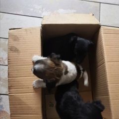 Подробнее об объявлении «Найдена собака Курган» Фото: найдена собака  «Найдена собака Курган» в г. Курган