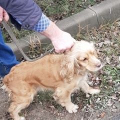 Подробнее об объявлении «Найдена собака спаниель московская область Реутов» Фото: найдена собака Английский кокер-спаниель «Найдена собака спаниель московская область Реутов» в г. Реутов