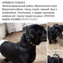 Подробнее об объявлении «Найдена собака кобель Ростов-на-Дону» Фото: найдена собака Такса «Найдена собака кобель Ростов-на-Дону» в г. Ростов-на-Дону