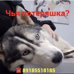 Подробнее об объявлении «Найдена собака Ростов-на-Дону» Фото: найдена собака Сибирская хаски «Найдена собака Ростов-на-Дону» в г. Ростов-на-Дону