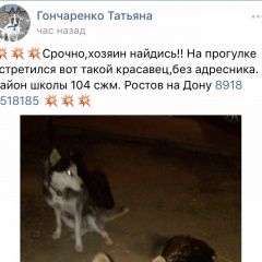 Подробнее об объявлении «Найдена собака Ростов-на-Дону» Фото: найдена собака Сибирская хаски «Найдена собака Ростов-на-Дону» в г. Ростов-на-Дону