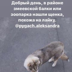 Подробнее об объявлении «Найдена собака Ростов-на-Дону» Фото: найдена собака Сибирская хаски «Найдена собака Ростов-на-Дону» в г. Ростов-на-Дону