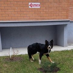 Подробнее об объявлении «Воронеж Найдена собака кобель вроде, мальчик» Фото: найдена собака  «Воронеж Найдена собака кобель вроде, мальчик» в г. Воронеж