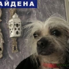 Подробнее об объявлении «Найдена собака китайская хохлатая Москва» Фото: найдена собака Китайская хохлатая собака «Найдена собака китайская хохлатая Москва» в г. Москва