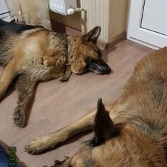 Подробнее об объявлении «Краснодар Найдена собака кобель кобеля» Фото: найдена собака Немецкая овчарка «Краснодар Найдена собака кобель кобеля» в г. Краснодар