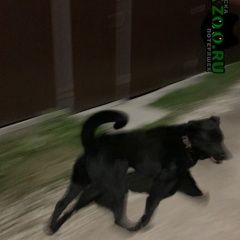 Подробнее об объявлении «Псков Найдена собака кобель» Фото: найдена собака Лабрадор ретривер «Псков Найдена собака кобель» в г. Псков