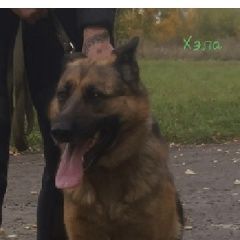 Подробнее об объявлении «Найдена собака Курган» Фото: найдена собака  «Найдена собака Курган» в г. Курган