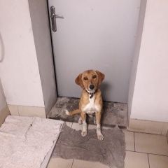 Подробнее об объявлении «Найдена собака кобель Ростов-на-Дону» Фото: найдена собака  «Найдена собака кобель Ростов-на-Дону» в г. Ростов-на-Дону