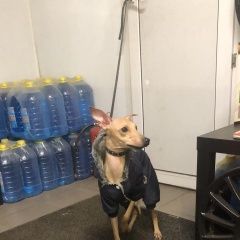 Подробнее об объявлении «Найдена собака кобель Москва» Фото: найдена собака  «Найдена собака кобель Москва» в г. Москва