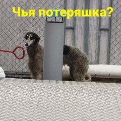 Подробнее об объявлении «Найдена собака Ростов-на-Дону» Фото: найдена собака Левретка «Найдена собака Ростов-на-Дону» в г. Ростов-на-Дону