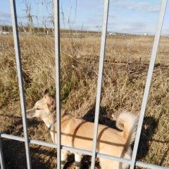 Подробнее об объявлении «Краснодар Найдена собака» Фото: найдена собака  «Краснодар Найдена собака» в г. Краснодар