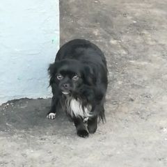 Подробнее об объявлении «Найдена собака 24.11 пекинес зябликово юао Москва» Фото: найдена собака Пекинес «Найдена собака 24.11 пекинес зябликово юао Москва» в г. Москва